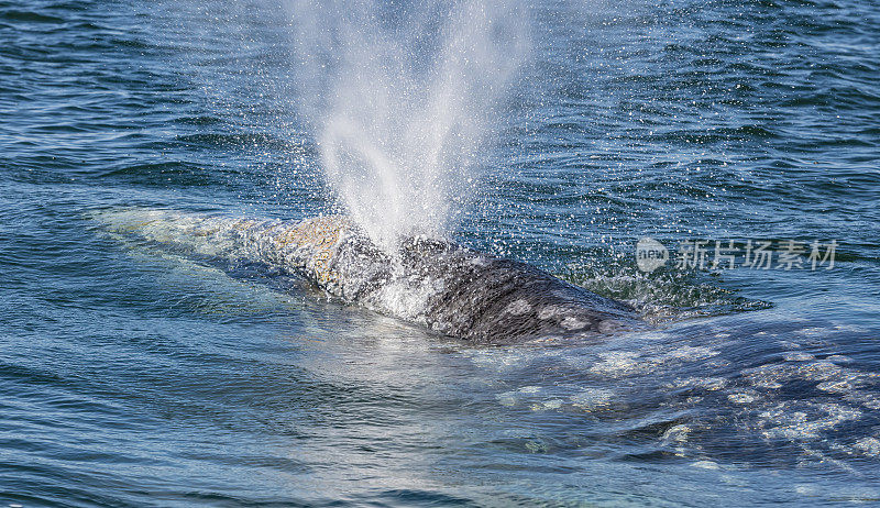 灰鲸的一击，Eschrichtius robustus，显示出两个吹孔的效果。拉古纳奥霍德利布雷，巴哈